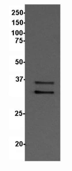 PCBP3 Antibody, Novus Biologicals:Antibodies:Primary Antibodies
